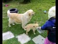 Golden Retriever - Zlatni Retriver Golden Retriever - Zlatni Retriver