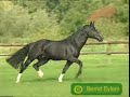 Horses - Nightwish Horses - Nightwish