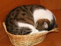 TIGRO , IL MIO BEL GATTONE TIGRO , IL MIO BEL GATTONE