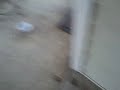lil bro n insanity sause #1