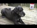 Dexter the Great Dane Dexter the Great Dane