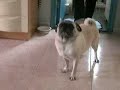 mimi