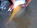 inyectando-reproductor-de-carpa-agua-verde-acuicultura.html