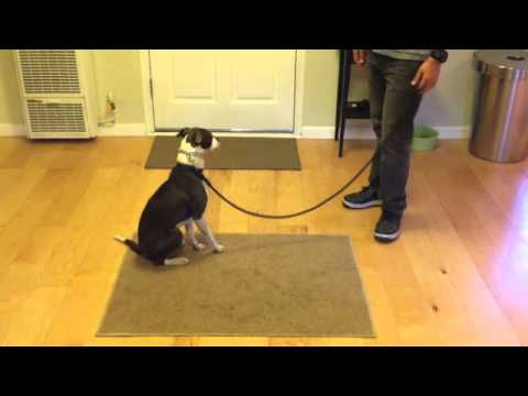 how to train territorial dog