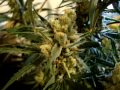 3 Super Lemon Haze Plants, HARVEST! 13weeks flower, Kiss from a Rose