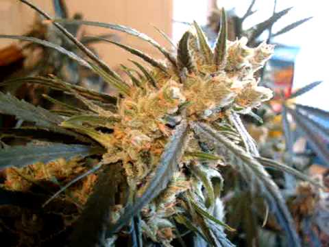 how to grow super lemon haze