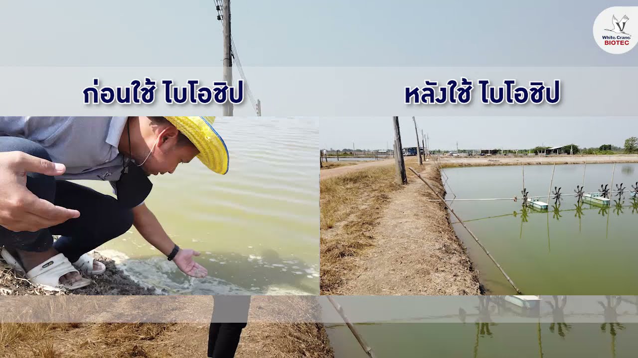 แพลงก์ตอน ขี้แดด