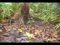 126av Yellow Jackets,MCDONALD PEST CONTROL FLORIDA