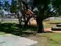 videos de bmx mandurah