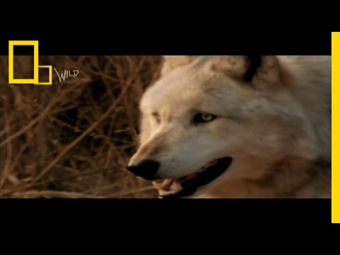 wolf