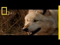 Wolf Bite!