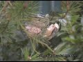 British Garden Birds Blue tit,Great tit,Coal tit & Chaffinch