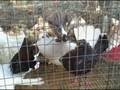 videos de MORE FANTAIL PIGEONS by JADE CRANE Oct 25 2008 - VID00020