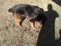 Juno attacking shadows