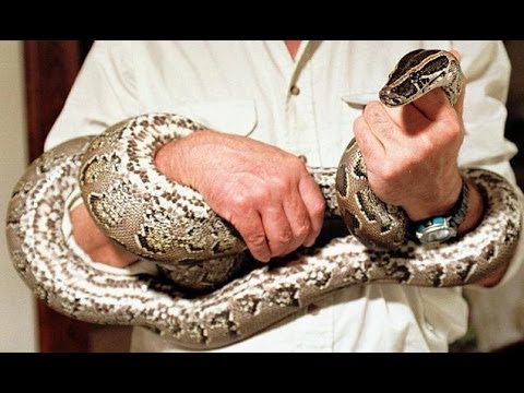YouTube reptile video