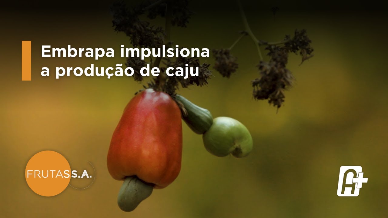 Revitalização da cajucultura em Jacaraú, Paraíba