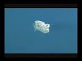 White Sea Bass