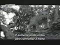 Leopard helping babun