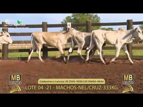 519 LEILO VIRTUAL MB LEILES