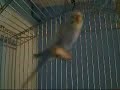 Buzzo meets Buzzby (2 budgie babies)