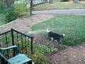 Neighbor dog and sprinkler