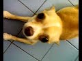 My Chihuahua Dog Pregnant (part 2) My Chihuahua Dog Pregnant (part 2)