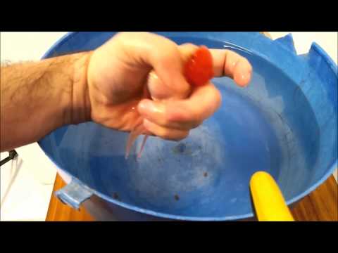 how to take care of a red ryukin goldfish