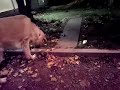 Click here to watch this video ひかる光るボール２