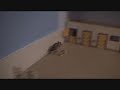 Agility Gerbil - Binki (English, f�r AGS)