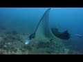 le mante alle maldive   il manta point