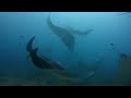 le mante alle maldive   il manta point