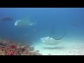 le mante alle maldive   il manta point