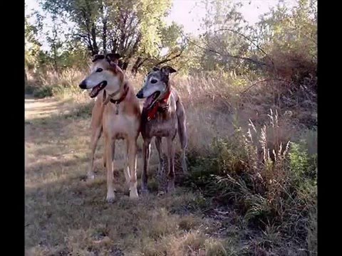 Greyhound Rescue