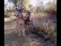 Greyhound Rescue