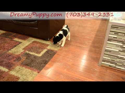 Gorgeous Shiba Inu Girl Puppy
