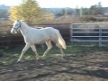 Smart Pal Of Texas, Cremello Colt
