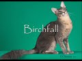Warriors: ThunderClan Cats Warriors: ThunderClan Cats