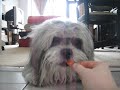 Cookie Eats Carrots!