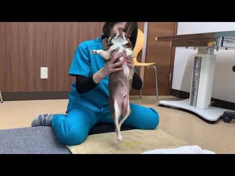 実際のリハビリテーションの様子（犬