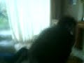 dog lick