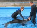 Sea World - Sea Lion & Beluga Whale Interactions 2006
