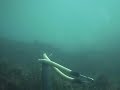 pesca sub basso fondo\"spigola invadente\" pesca sub basso fondo\"spigola invadente\"