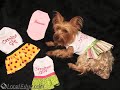 Pupcakes Pet Boutique, Columbia