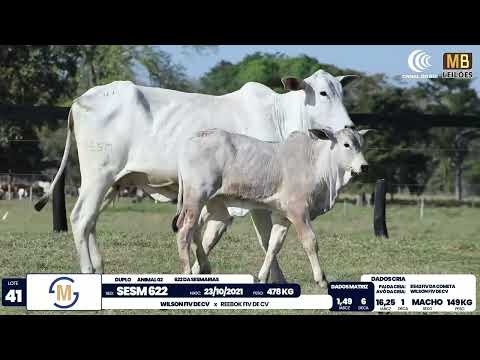 2� DE OLHO NA FAZENDA NELORE SESMARIAS