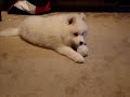 Chester Bowman and his ball