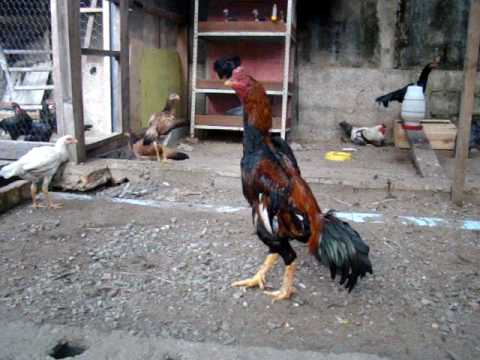 o sha mo - Galo O-Shamo de 4250kg, P.O.I. Kobe Japão.