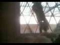 videos de el gato en la ventana