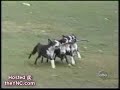 funny dogs funny dogs