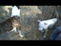Funny Dogs & Perros Divertidos HD