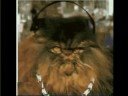 FUNNY CATS IN THE CUBICLE #01